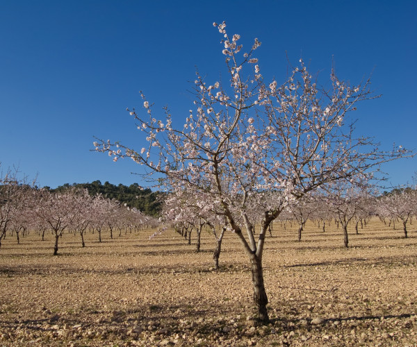Agrícola y forestal